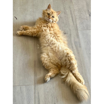 chat domestique (Felis catus ou Felis silvestris catus), espèce de mammifères carnivores, de la famille des Félidés