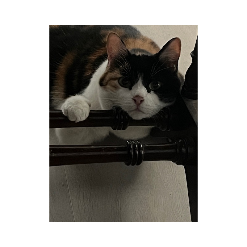 chat domestique (Felis catus ou Felis silvestris catus), espèce de mammifères carnivores, de la famille des Félidés