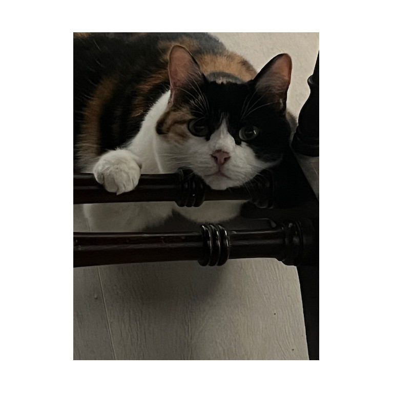 chat domestique (Felis catus ou Felis silvestris catus), espèce de mammifères carnivores, de la famille des Félidés